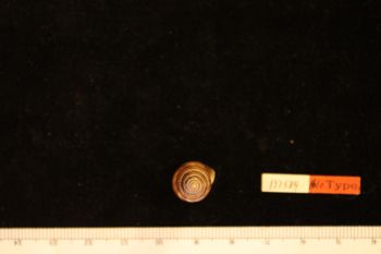 Media type: image; Malacology 137584